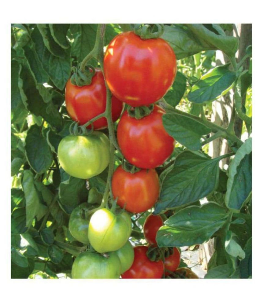     			R-DRoz Tomato Red Round Super Quality Seeds - Pack of 100 Premium Seeds