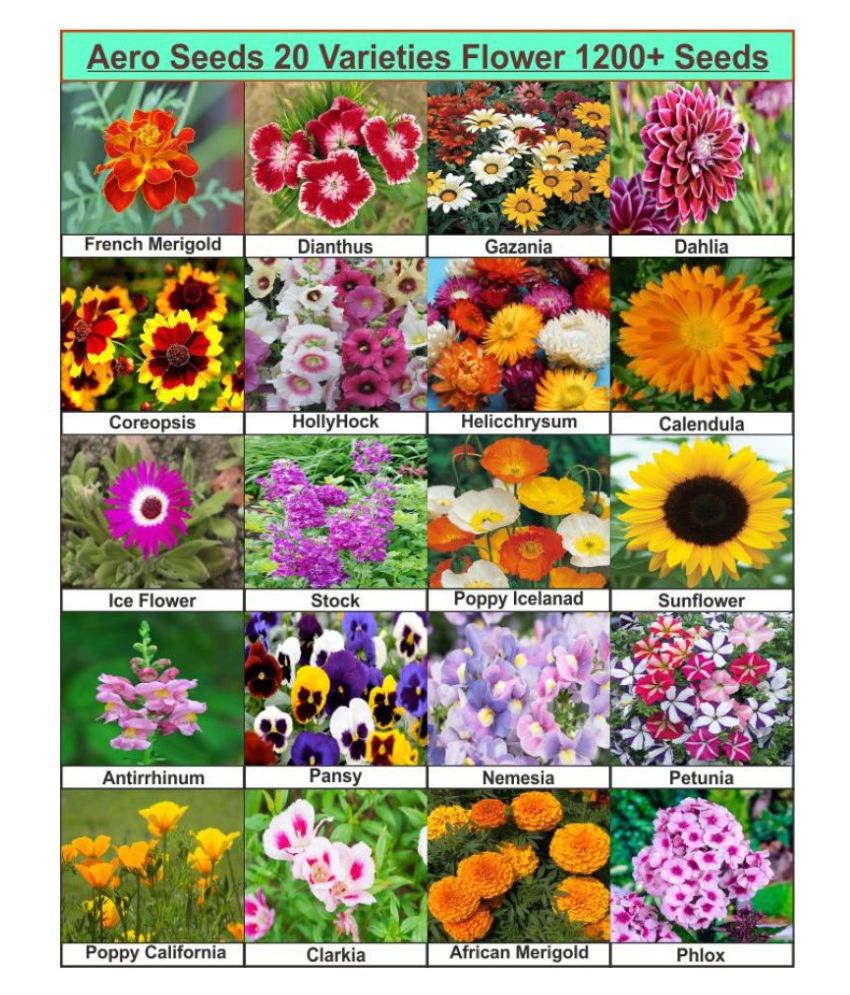 Aero Seeds 20 Varieties of Flower 1200+ Seeds Combo For Your Garden ...