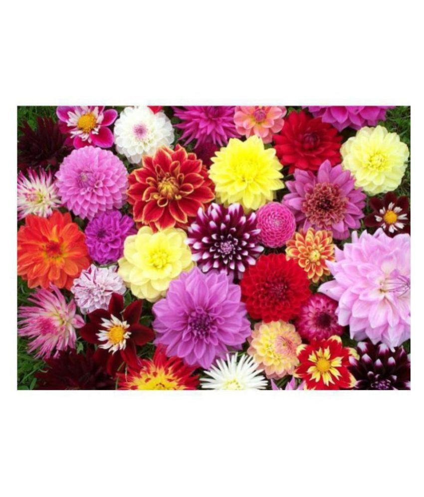     			Dahlia Flowers Better Germination Flowers Seeds - Pack of 40 Seeds PREMIUM QUALITY