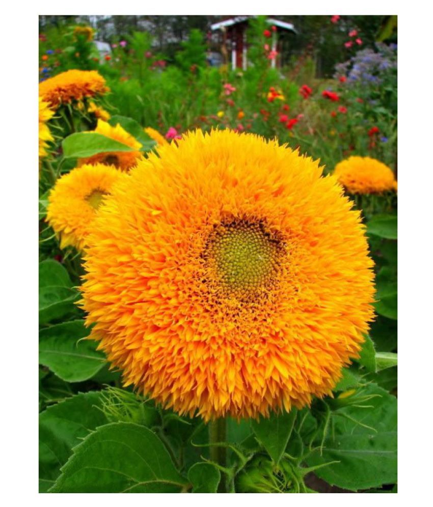 Sunflower Sungold Flowers High Germination Seeds Pack of Sunflower Sungold Flowers High Germination Seeds Pack of