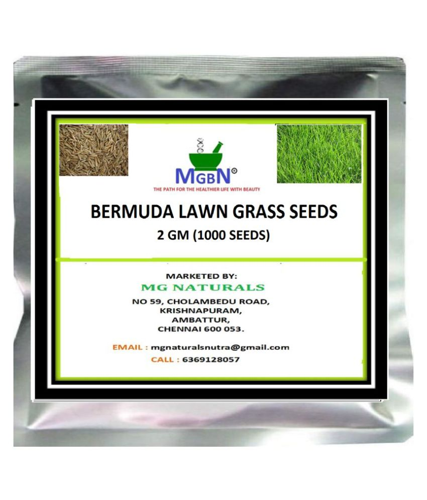 BERMUDA LAWN GRASS SEEDS 2 GM (1000 SEEDS) Buy BERMUDA LAWN GRASS