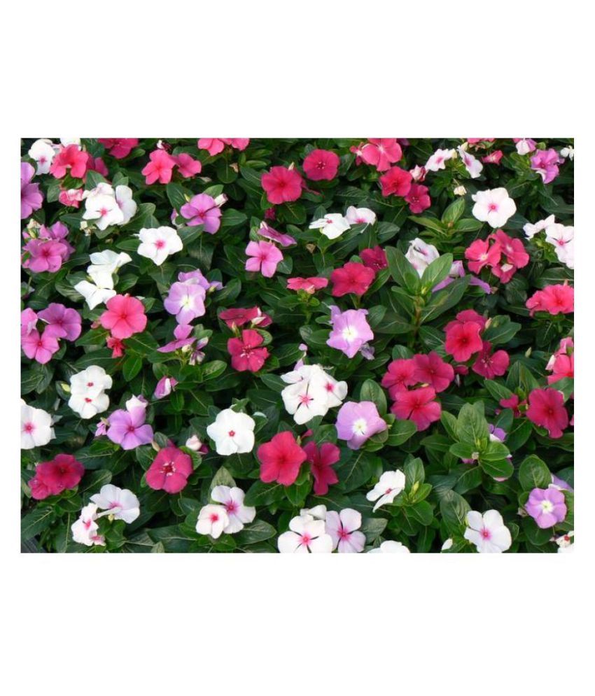 Vinca Periwinkle Mixed Colors Flowers High Germination Seeds Pack of