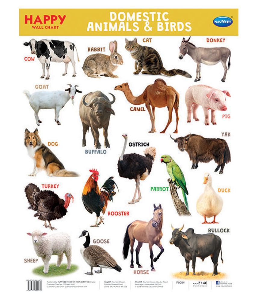     			Navneet Happy Wall Chart - Domestic Animals & Birds