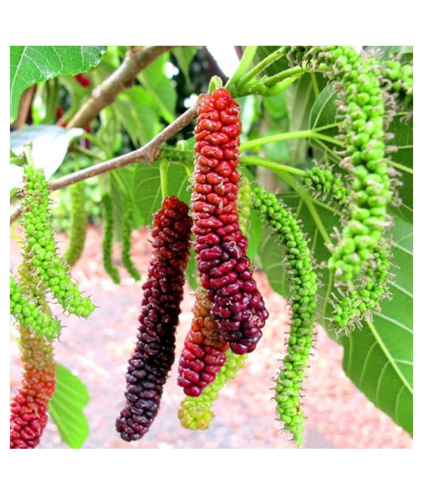 RedOak Long Mulberry Fruit Seeds 50 Pcs Buy RedOak Long Mulberry