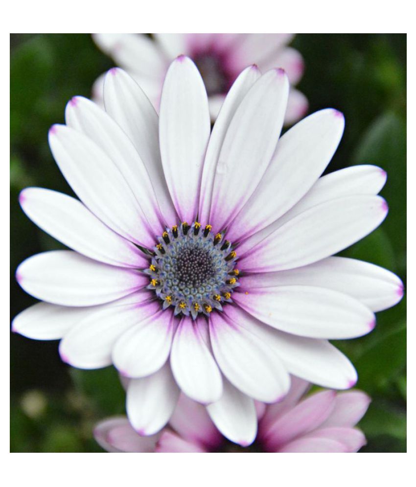 Daisy Mix - Osteospermum Flower Seeds, Home Garden Seeds Ing