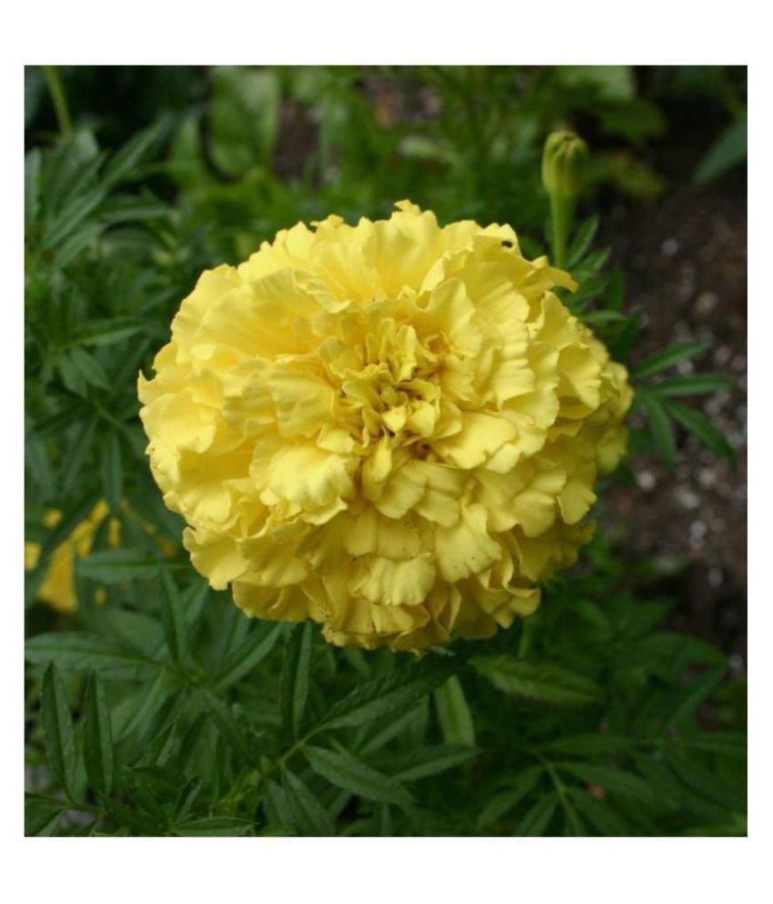 Marigold Yellow Flowers Seeds Pack of 50 Premium Seeds Buy Marigold