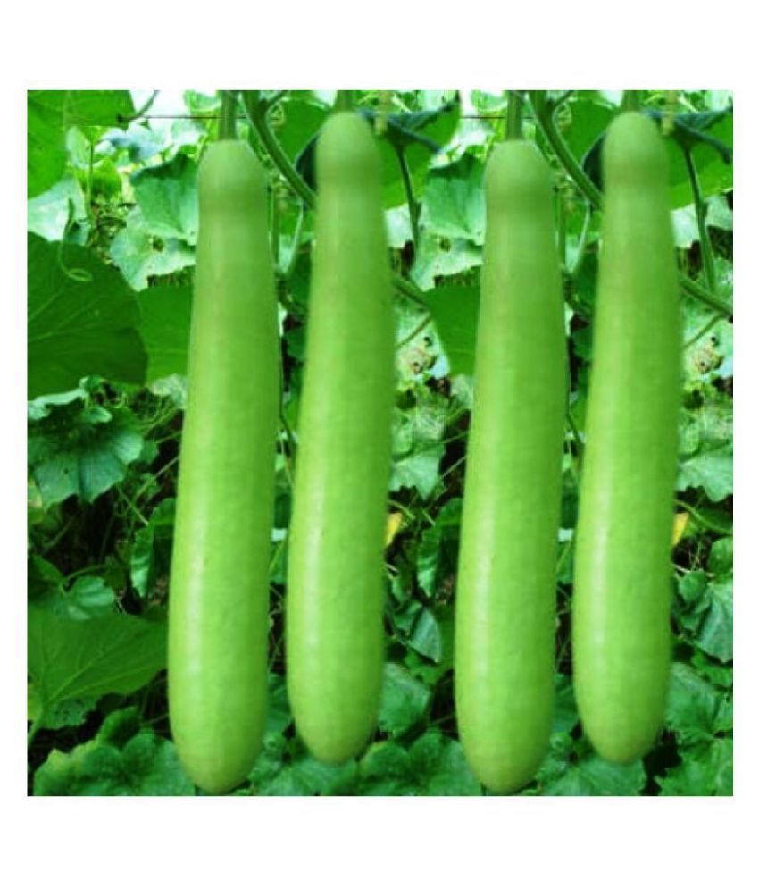 bottle-gourd-loki-ghiya-vegetables-quality-seeds-pack-of-30-seeds