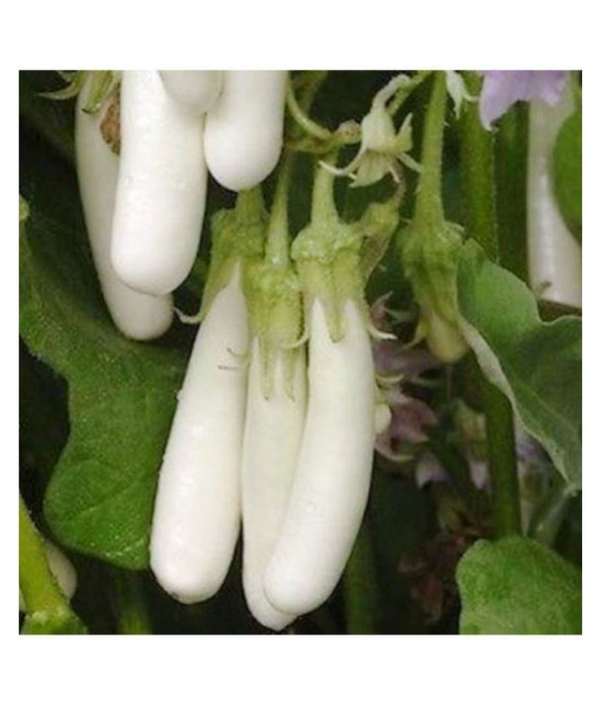     			R-DRoz Brinjal White Long Variety Seeds - Pack of 50 Seeds F-1 Hybrid Organic