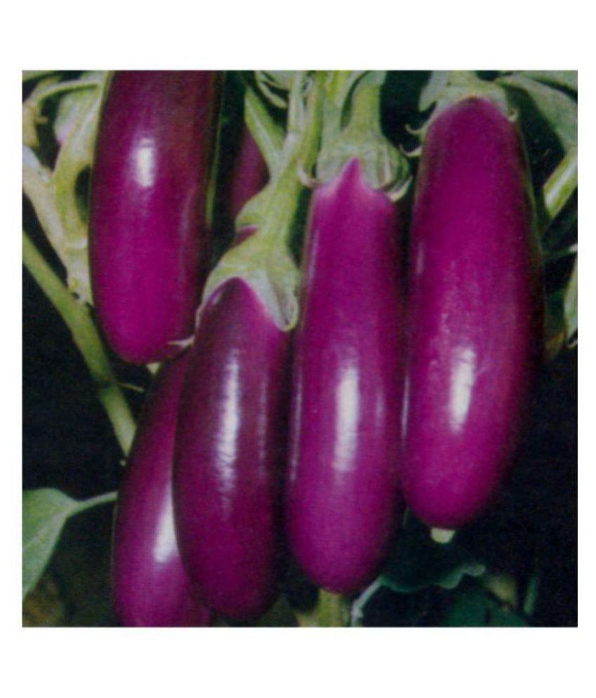     			Brinjal Purple Long High Germination Vegetables Seeds - Pack of 50 F-1 Hybrid Seeds