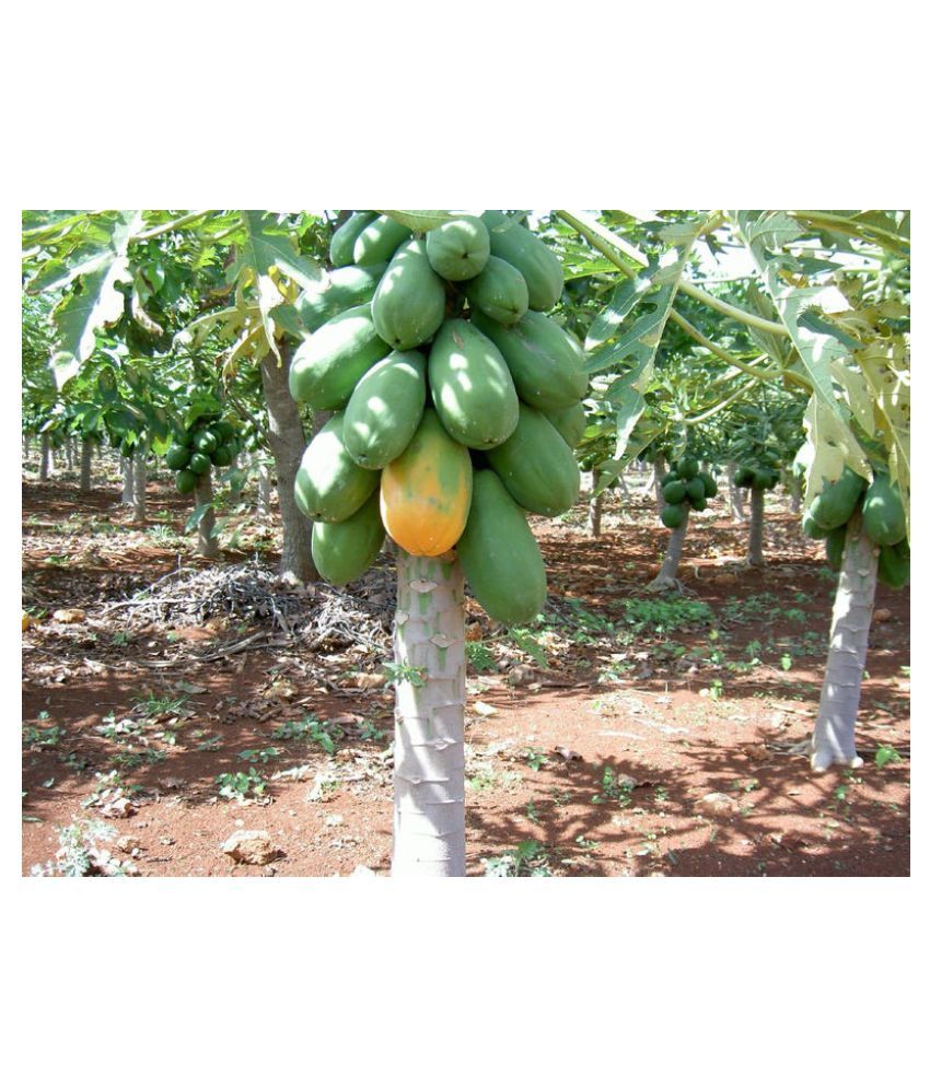 Carica papaya review for breast enlargement image