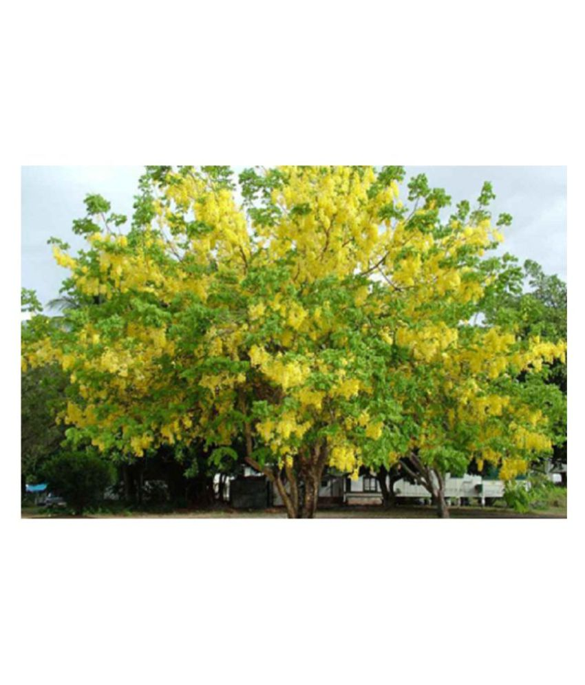 Green India Cassia Siamea Seeds Sima Tangedu Cassod Tree Seeds 