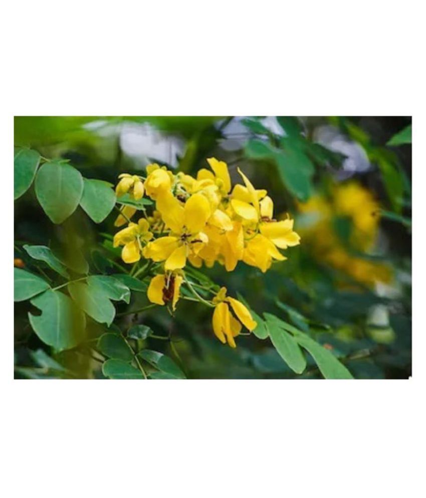 Green India Cassia Siamea Seeds Sima Tangedu Cassod Tree Seeds 