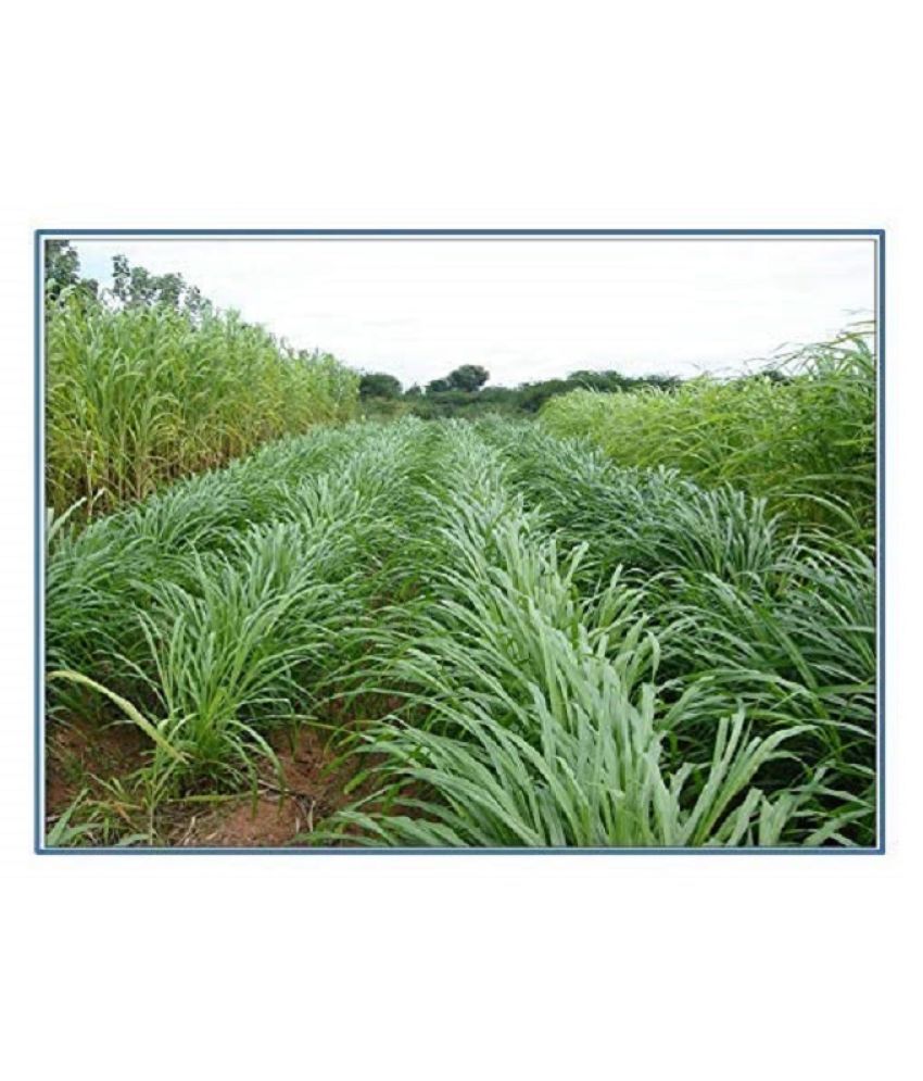 Green India Napier Grass Seeds, Elephant Grass Seeds, Pennisetum