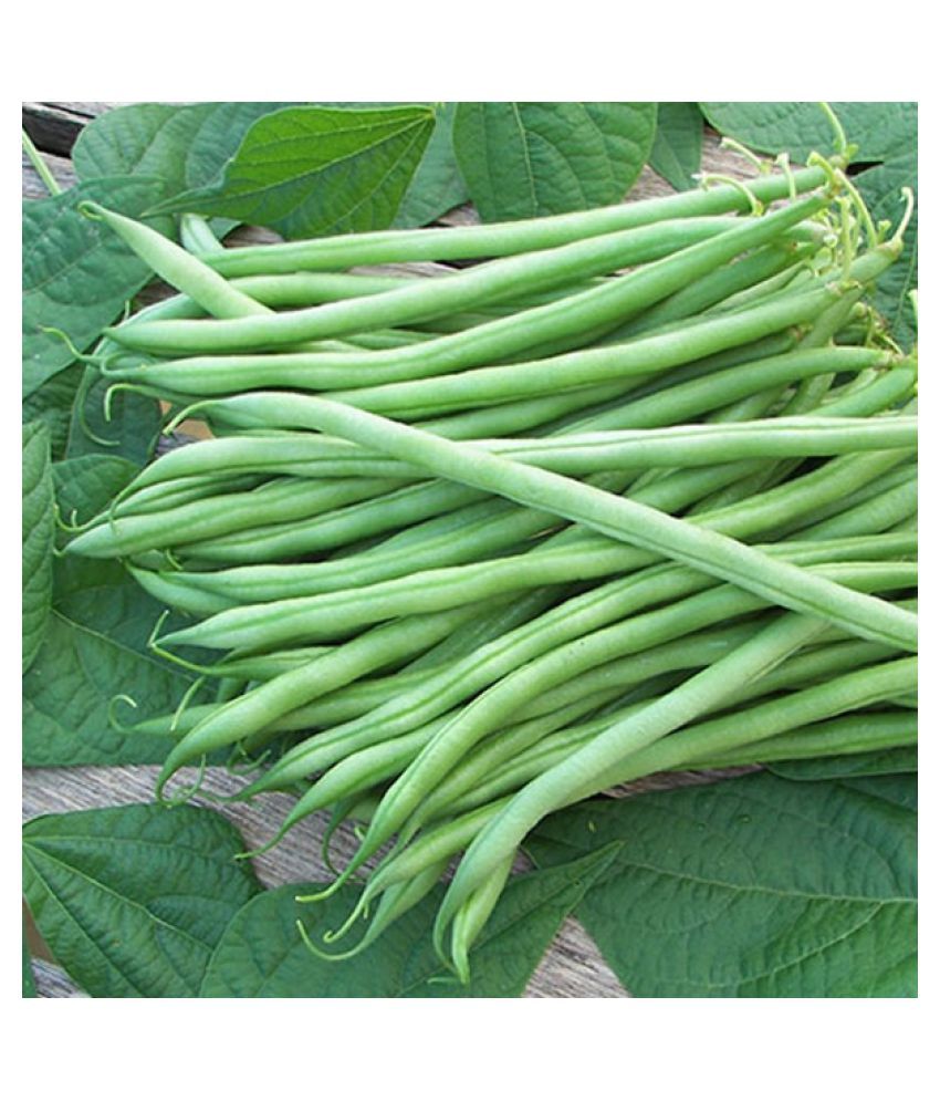VALLEY GREEN GREEN SEEDS Bush Beans Desi Vegetable Seeds (50 N) Buy