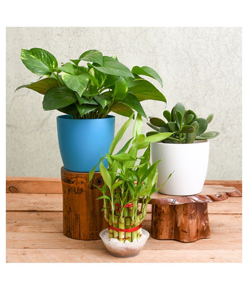 Nursery Live Lucky Money Attracting Feng Shui Table Top Plants Indoor