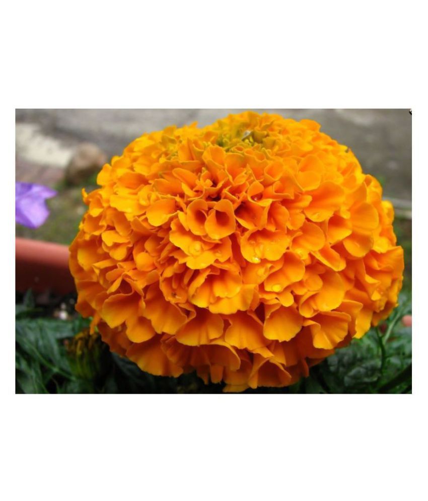 African Marigold Flowers Seeds Pack of 50 Seeds PREMIUM QUALITY Buy