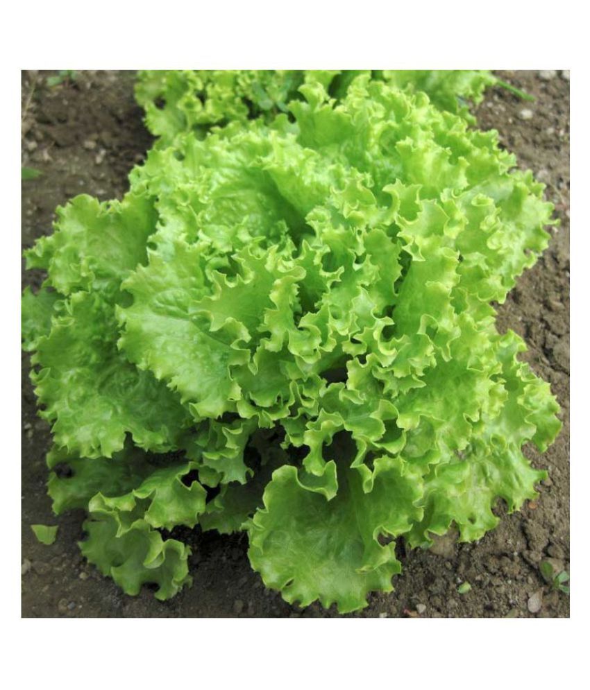 Lettuce Iceberg Vegetable Seeds Pack of 100 Seeds Buy Lettuce