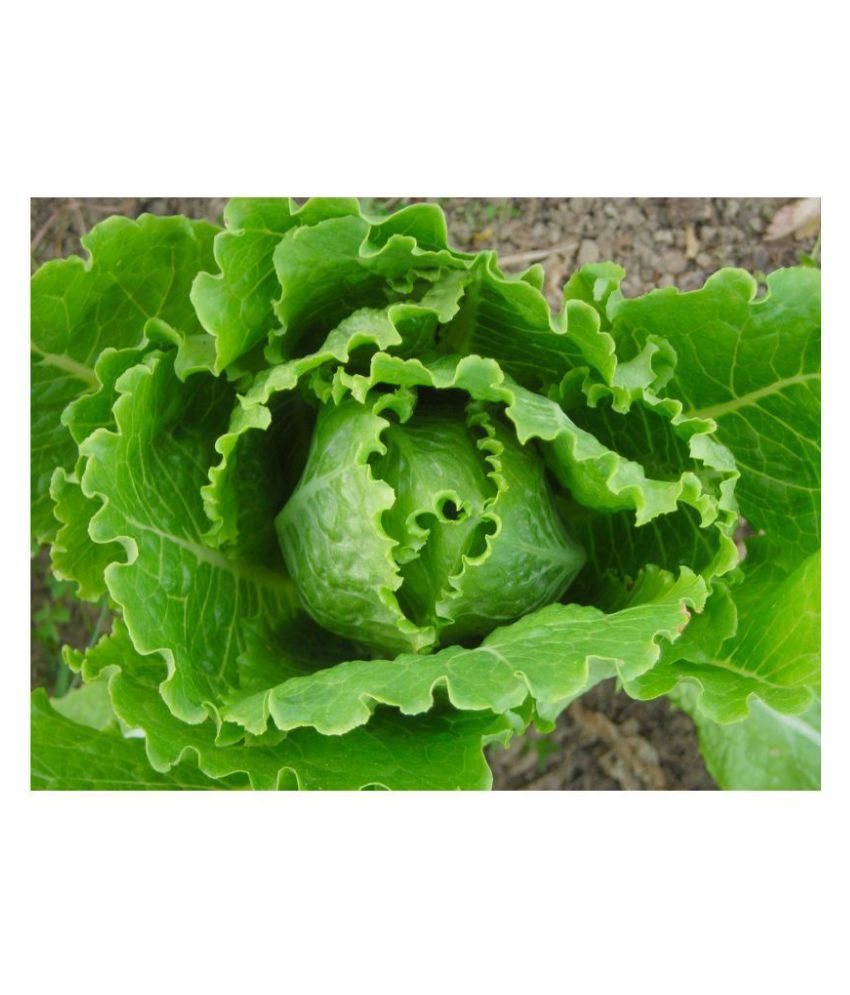Lettuce Iceberg Vegetable Seeds Pack of 100 Seeds Buy Lettuce