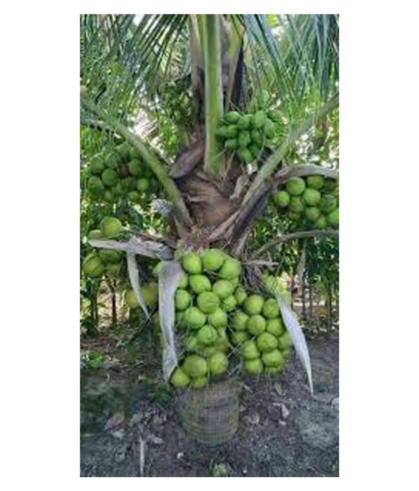 coconut tree Buy coconut tree Online at Low Price Snapdeal