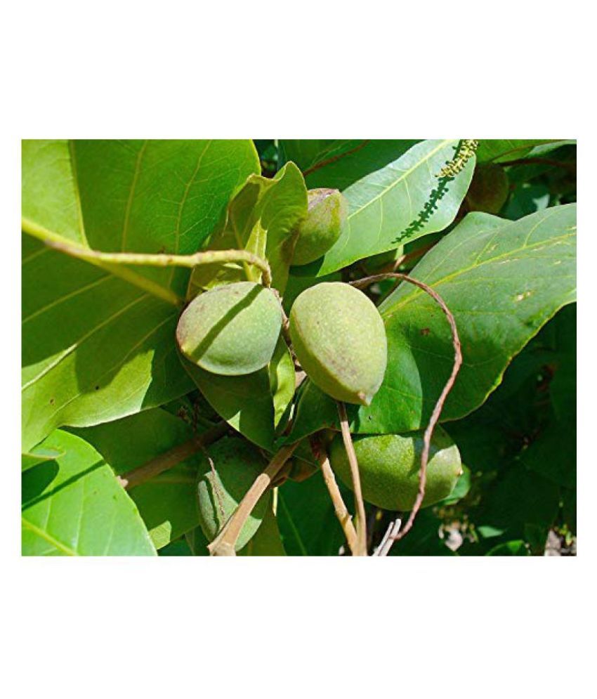 Indian Almond (Terminalia Catappa) Tree Seeds (Pack of 350 Grms) | Best ...