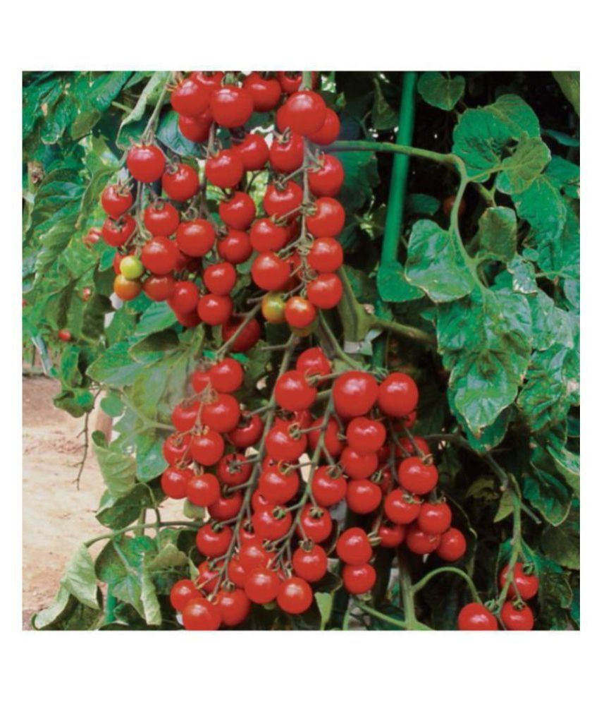     			R-DRoz Cherry Tomato Best Quality Seeds - Pack of 50 Hybrid Seeds