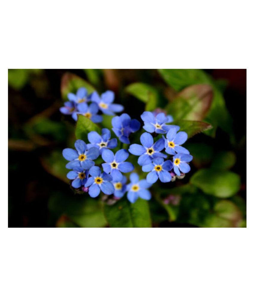 Me Not (Myosotis) Flower Seeds Buy Me Not (Myosotis