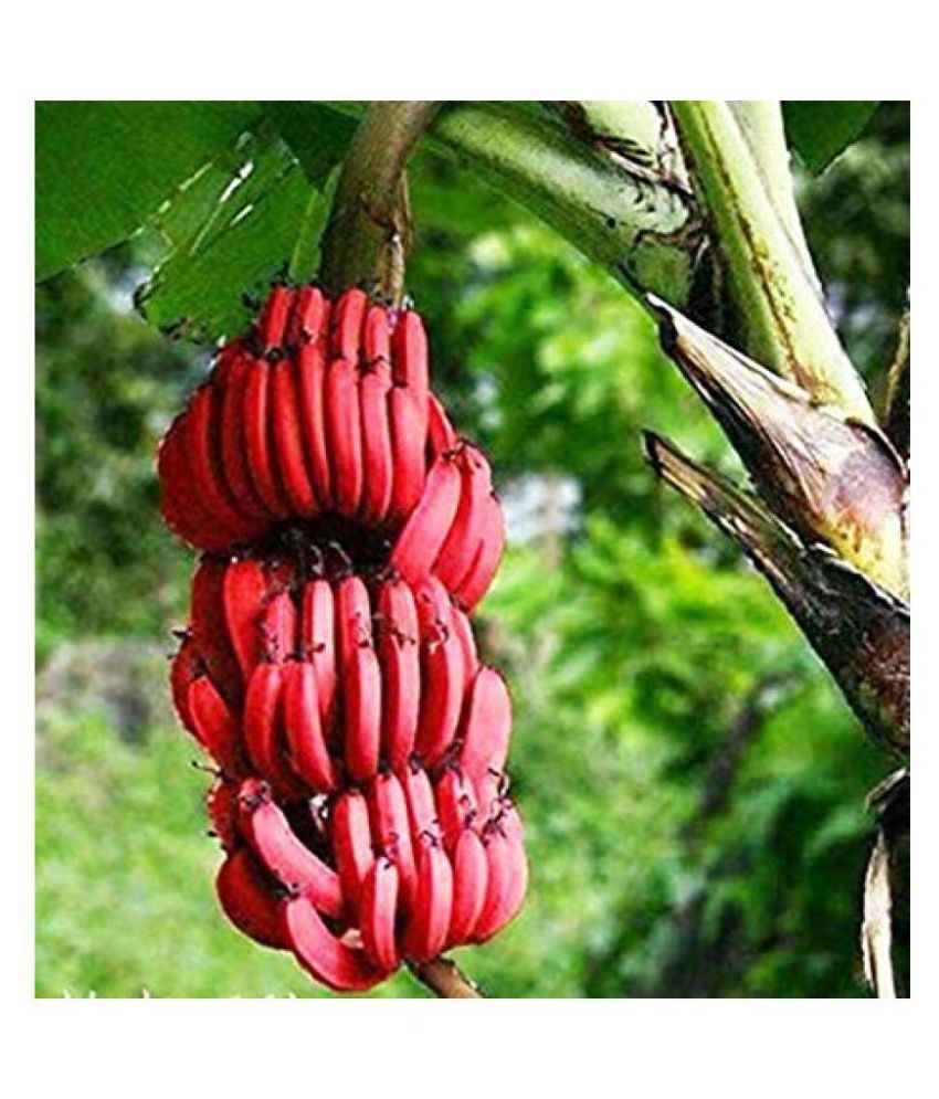  RED BANANA  TREE SEEDS 100 SEEDS PACK 100 GERMINATION 
