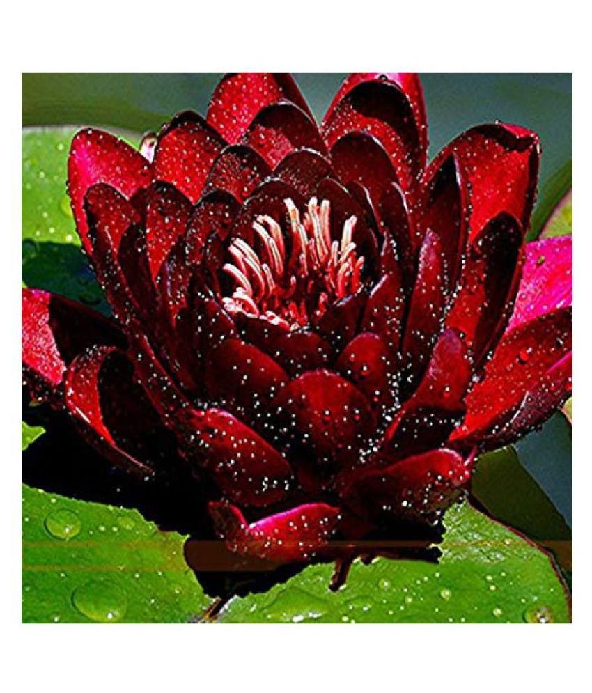     			Mini Water Lily Lotus Flower Seeds (Red and Black) 10 seed