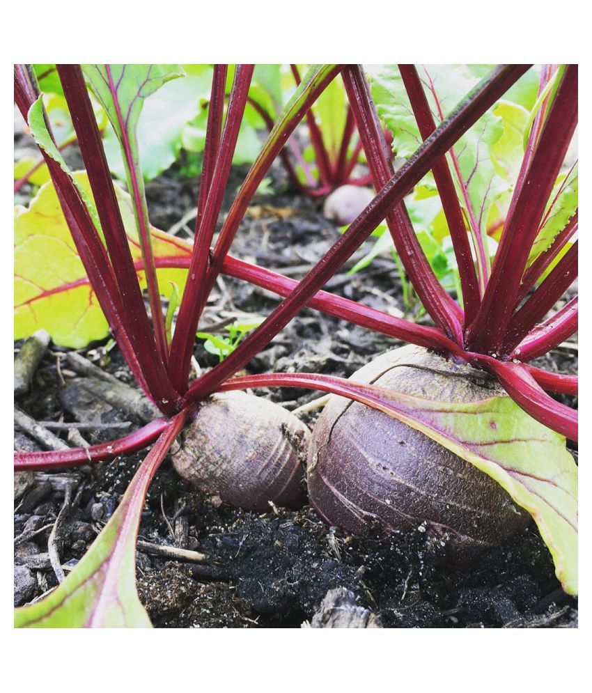 beet root mids