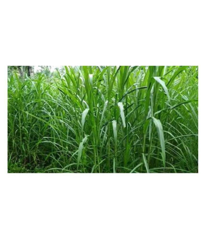     			STOREFLIX SUPER NAPIER GRASS SEED HIGH YIELD (100 SEEDS) WITH MANUAL