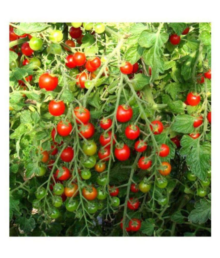     			STOREFLIX- Cherry Tomato Exotic Seeds - Pack of 50 Hybrid Seeds WITH MANUAL