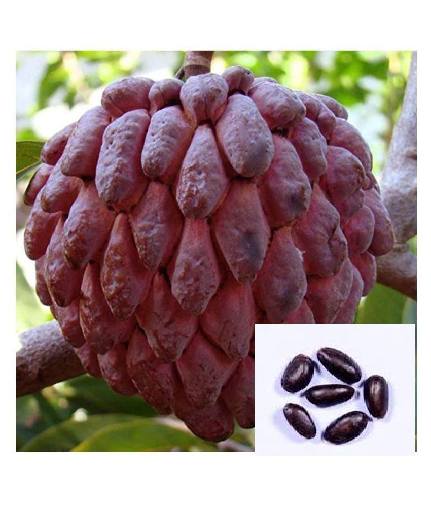     			STOREFLIX RED Sugar Apple,Custard Apple 20 Seeds Pack WITH MANUAL