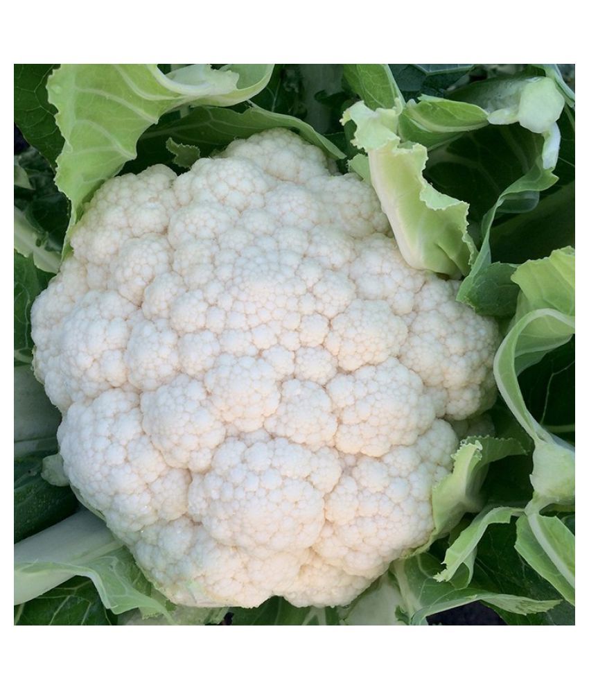     			Vegetable Seeds Cauliflower-40 Seeds Per Pack