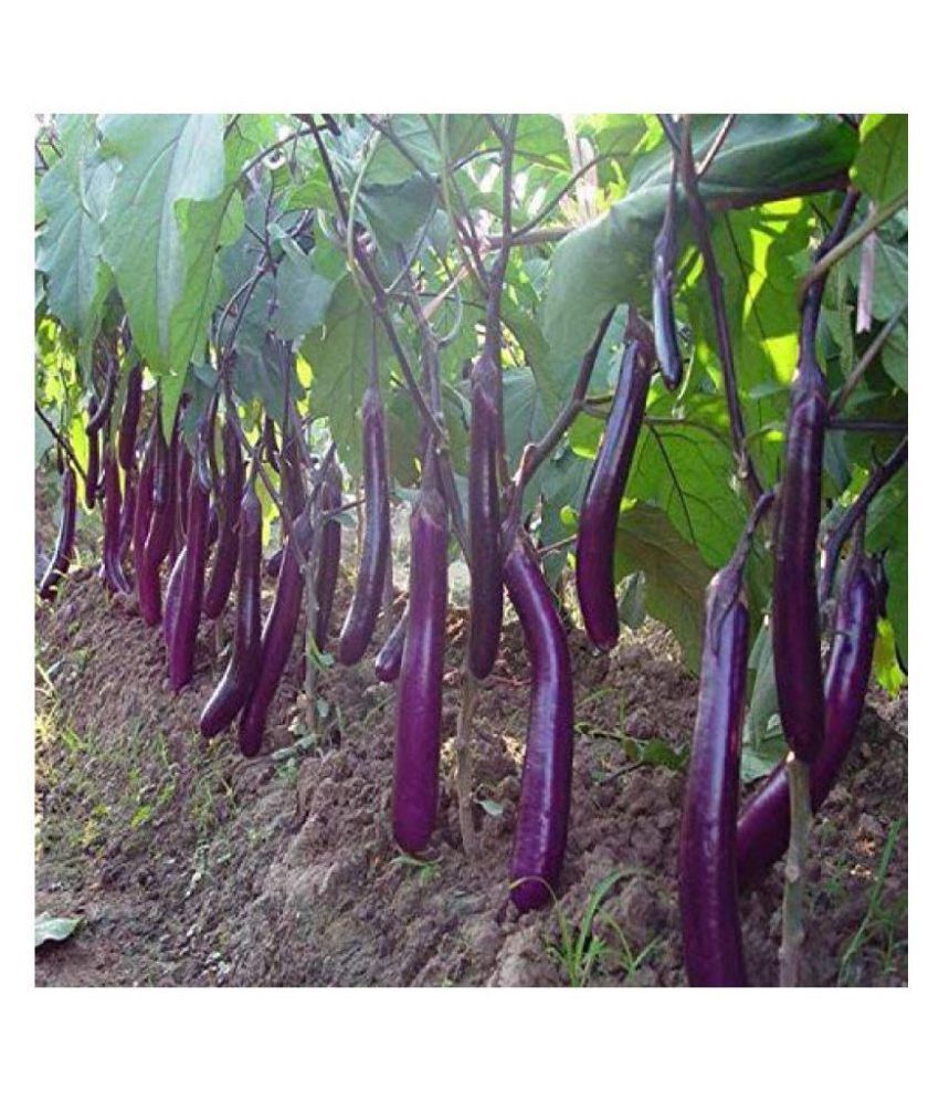     			STOREFLIX Brinjal Seeds PURPLE Long Hybrid F1 Variety Heirloom - 200 Seeds-Packet WITH MANUAL