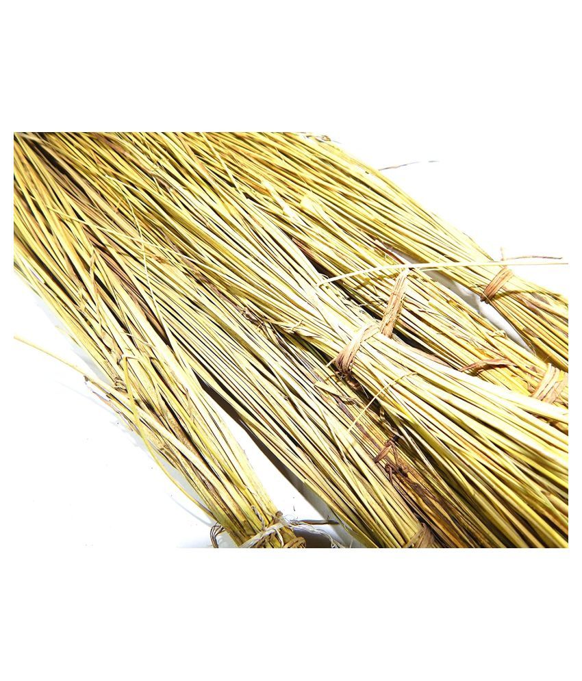 Urancia® Darbha Grass or Kusha Grass for Pooja and Worship 10 Bundle