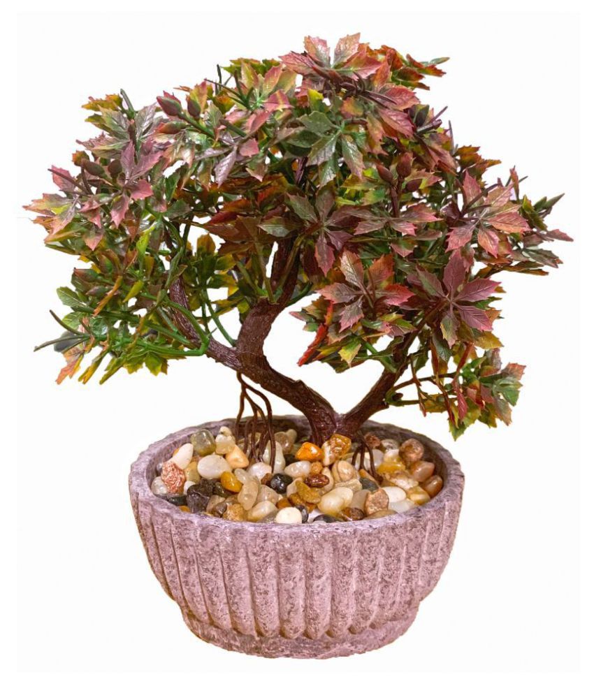  Bonsai Tree Plastic of the decade Don t miss out 