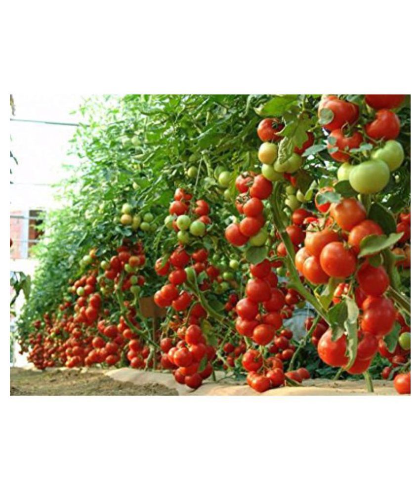 Tomato Seeds Cherry Heirloom Tomatoes Buy Tomato Seeds