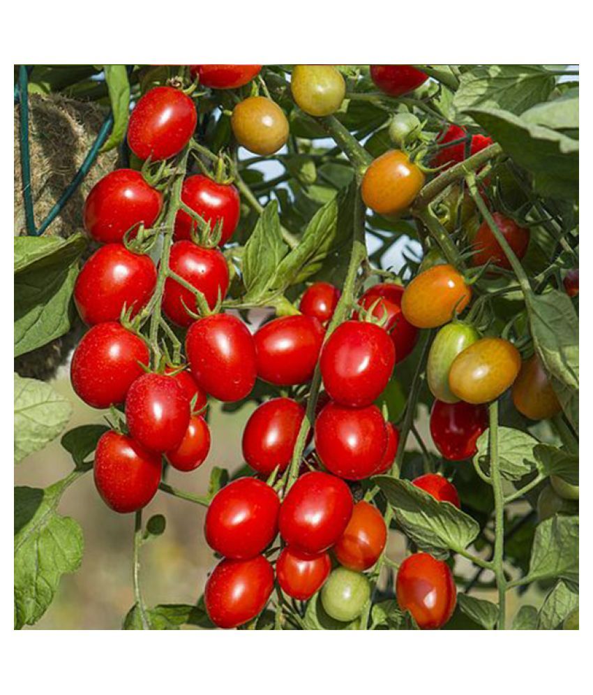 Tomato Round Desi Vegetable Seeds 50 Buy Tomato Round