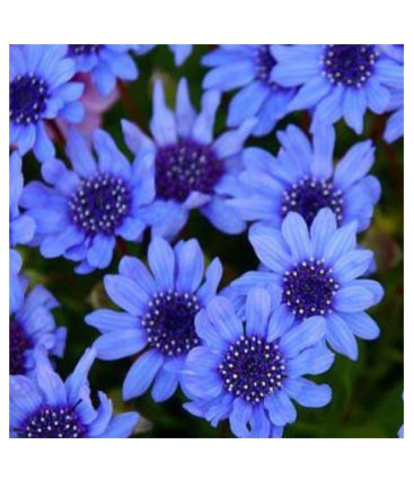 Outsidepride Daisy Winter Flower Seeds with Coco Peat Seed Starter Buy