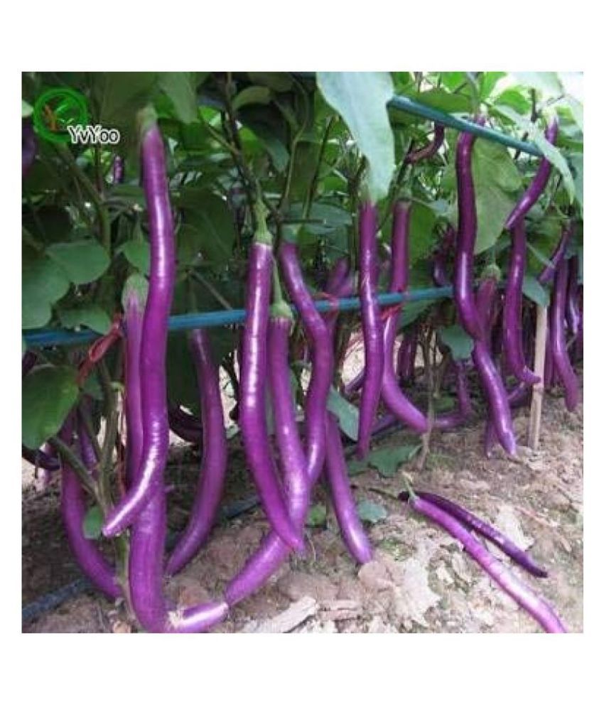     			African Hybrid Brinjal Eggplant B265 (50 SEEDS)