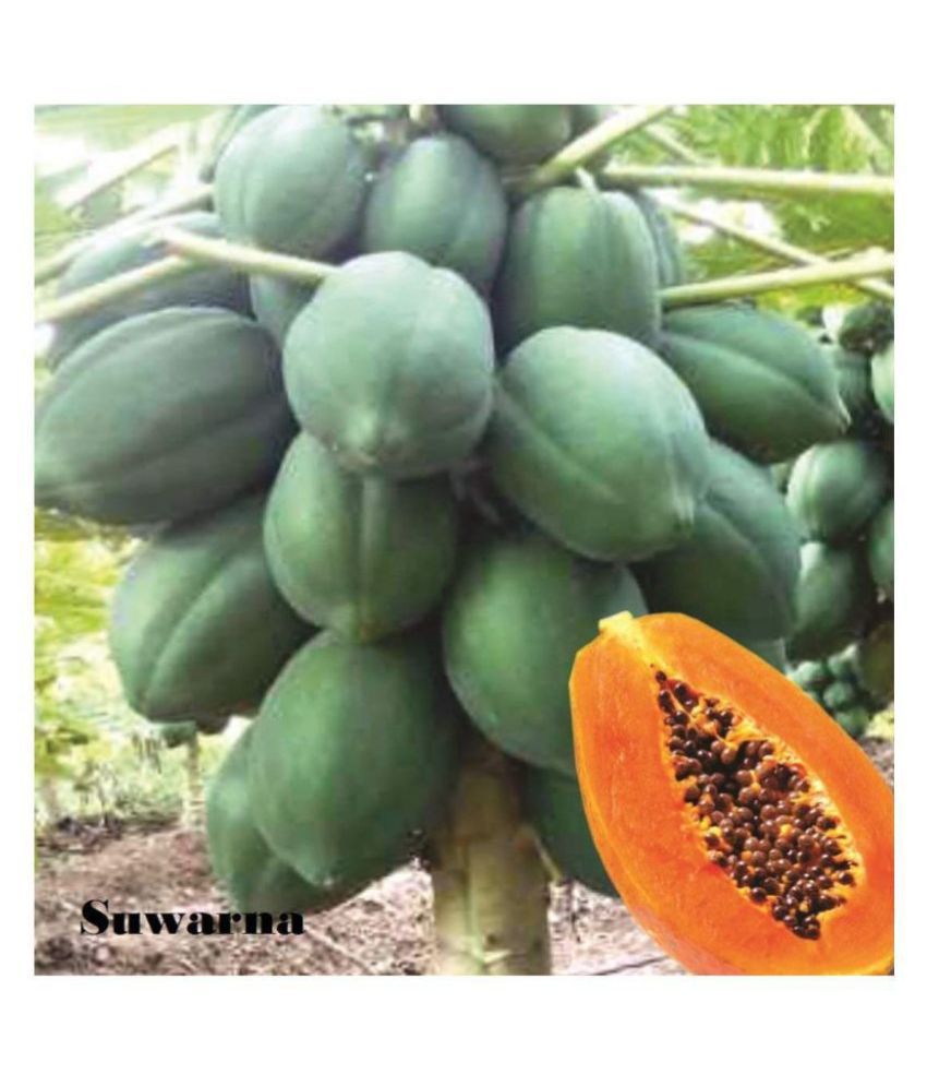 papaya seeds in hindi