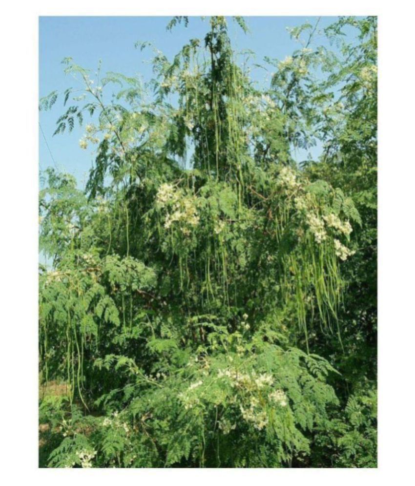     			Moringa Oleifera ODC Hybrid Seeds (20 seeds)