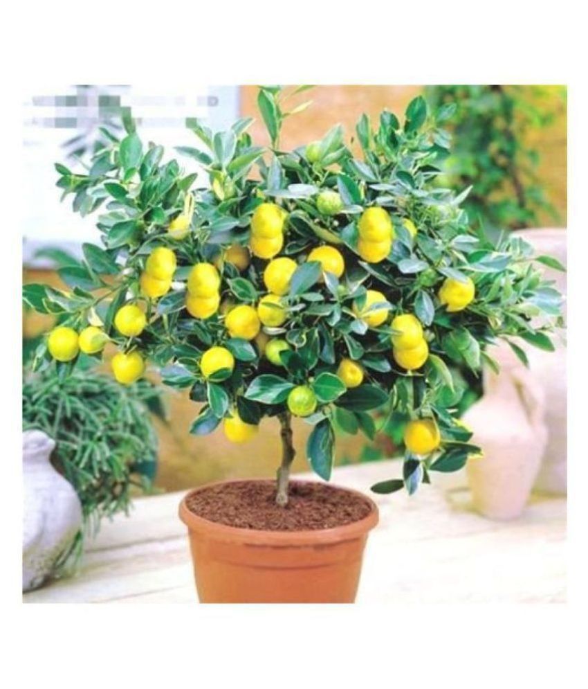     			Catterpillar Farm Rare Dwarf Lemon 10 Seeds, Heirloom Fruit Seeds, Home Indoor Garden Plant Seeds