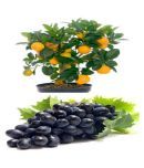 Orange Tree Fruit Seeds + Grapes Fruit Plant Seeds, Sold by VasuWorld