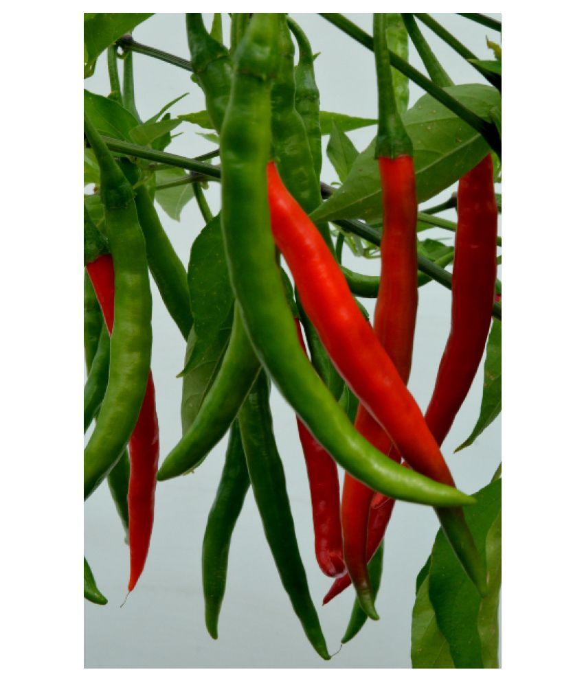 Green World Arka Harita Chilli Mirchi Seeds 20 Seeds Buy Green World Arka Harita Chilli Mirchi Seeds 20 Seeds Online At Low Price Snapdeal