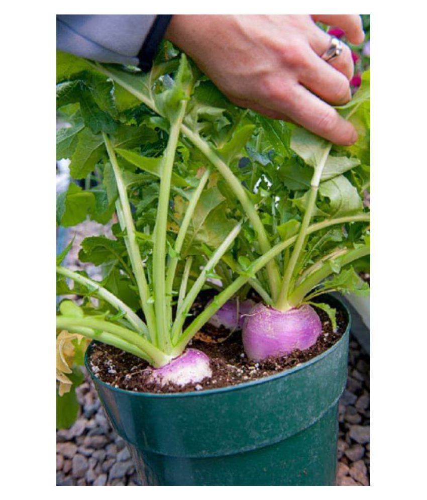 AGRODAK FARM TURNIPSHALJAMSHALGAM HYBRID SEEDS (1 PACKET) Buy