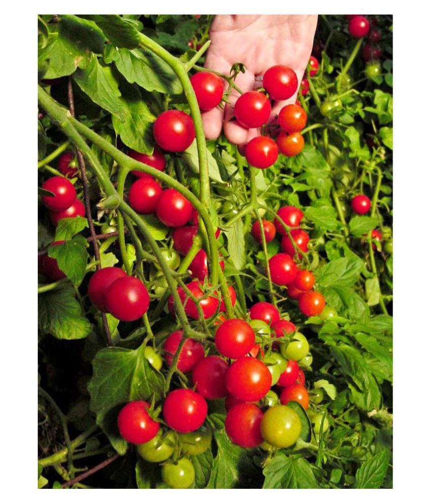     			Cherry Tomato Fine Quality Seeds - Pack of 50 Hybrid Seeds (Organic)
