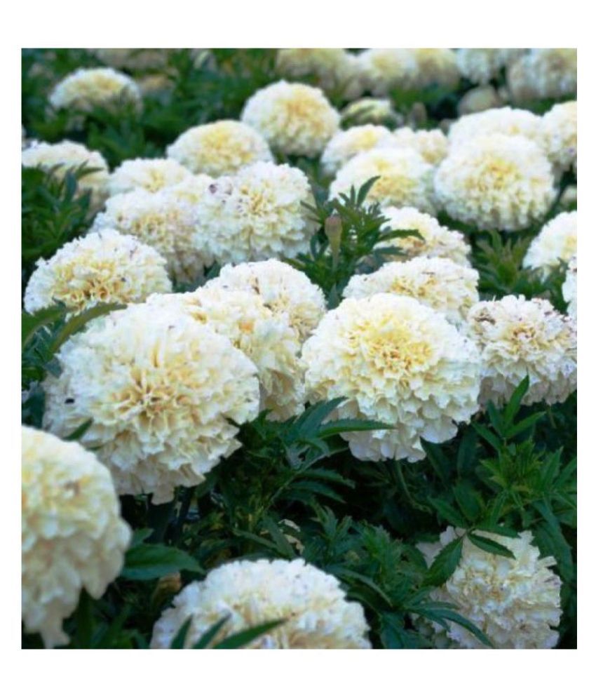     			Marigold White Pearl Flowers Pure Organic Seeds - Pack of 20 Seeds F1 HYBRID