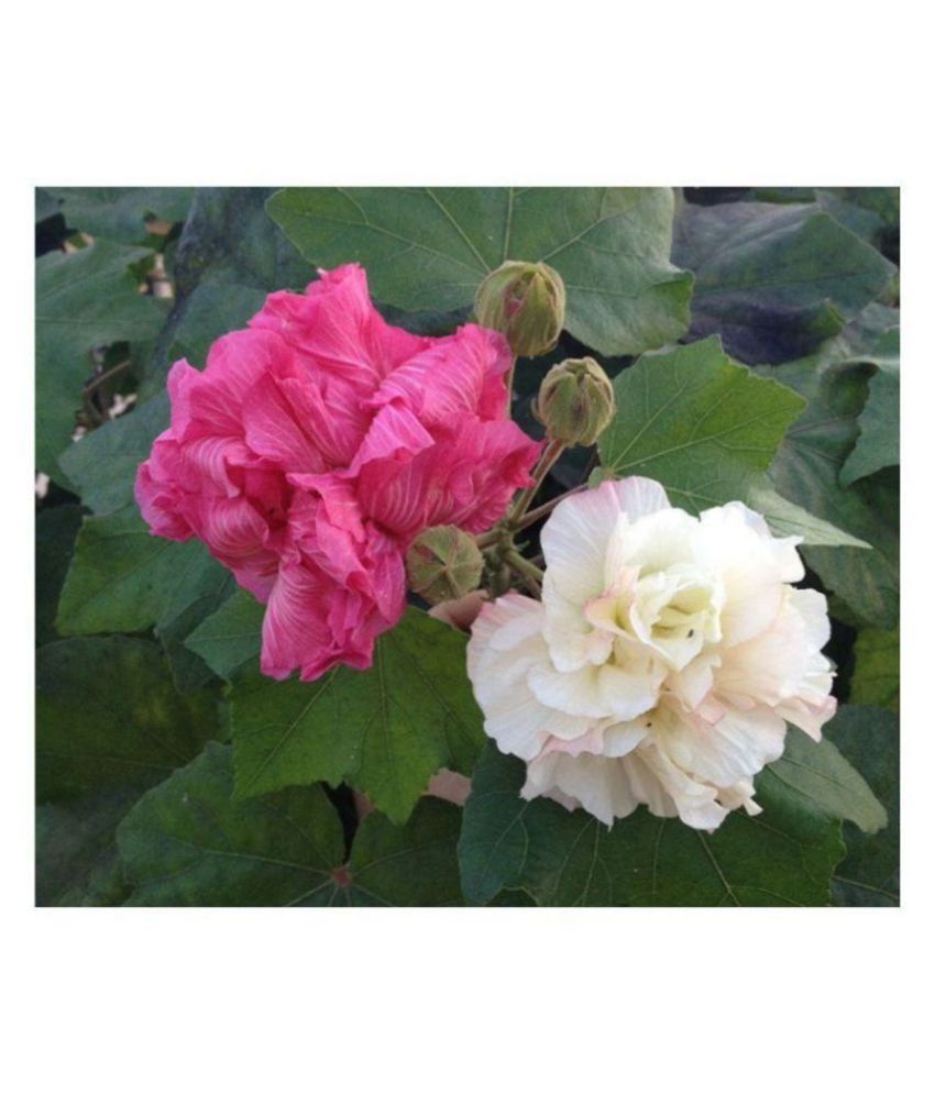 Hibiscus Mutabilis Confederate Rose Cotton Rose Flower Seeds 10 Seeds Buy Hibiscus Mutabilis Confederate Rose Cotton Rose Flower Seeds 10 Seeds Online At Low Price Snapdeal