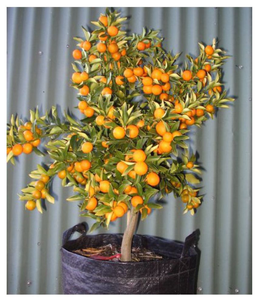     			Indoor Dwarf citrus kumquat Orange Fruit Seed for Growing 10 Seeds/Bag